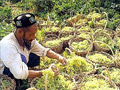 Turpan Grape Valley