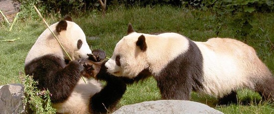 Chengdu Panda