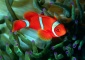 Red Fish in Beijing Aquarium