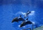 Dolphin in Beijing Aquarium