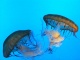 Jellyfish in Beijing Aquarium