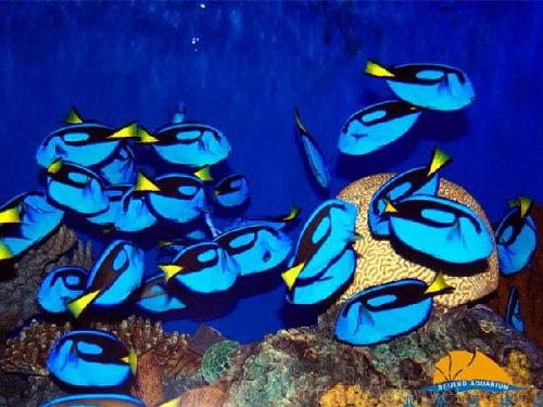 Fishes in Beijing Aquarium