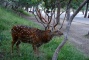 Animal in Chengde Summer Resort