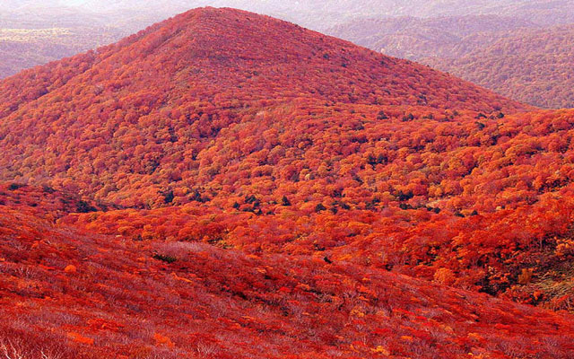 The Grand Sight of Maple Leaves on Fragrant Hills Park