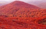 The Grand Sight of Maple Leaves on Fragrant Hills Park