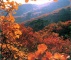 Maple Tree on Fragrant Hills Park