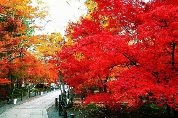 Fragrant Hills Park & Maple Trees