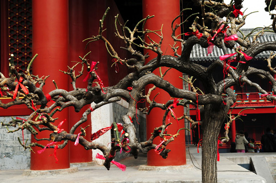 Sight of Lama Temple