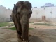 Elephant in the Beijing Zoo