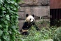 Lovely Panda in the Beijing Zoo