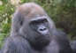 Gorilla in the Beijing Zoo