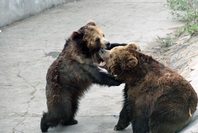 Bears in the Beijing Zoo