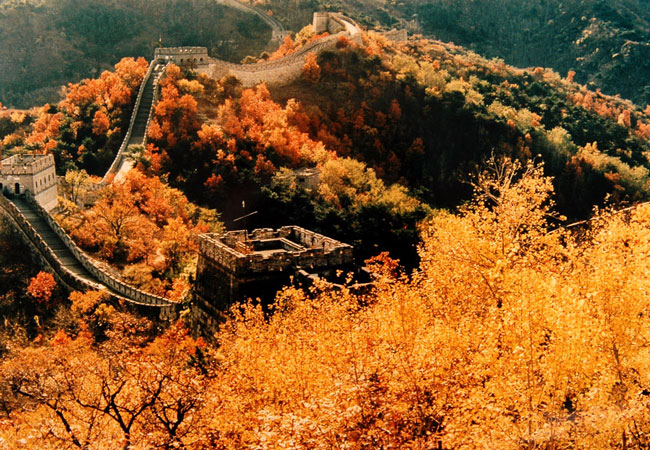 The Great Wall in Yellow Autumn