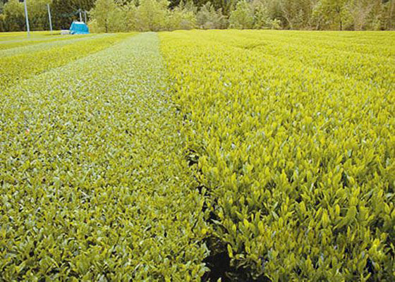 Bai Hao Yinzhen Tea Farm