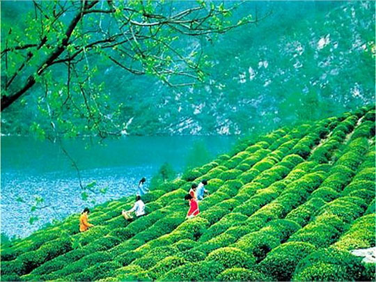 Bamboo Green Tea Garden