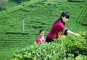 Biluochun Tea Farm