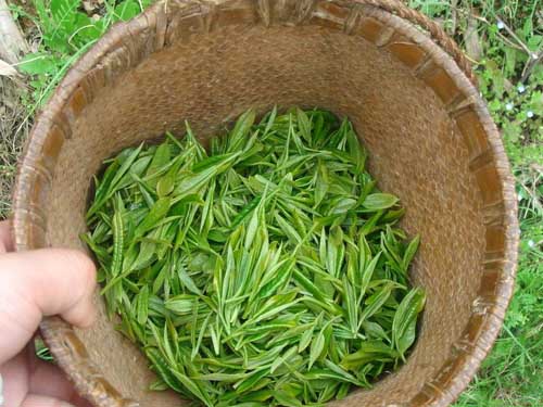 Biluochun Tea Leaves