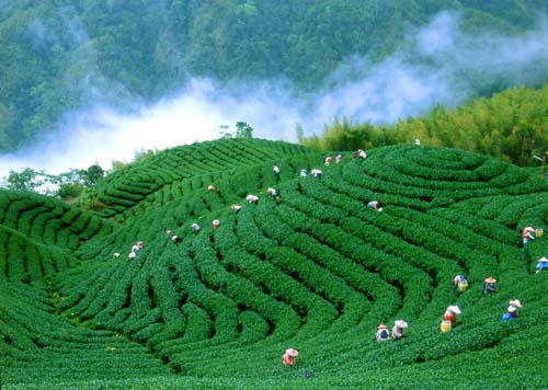 Dong Ding Oolong Tea Garden