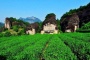 Dong Ding Oolong Tea Farm