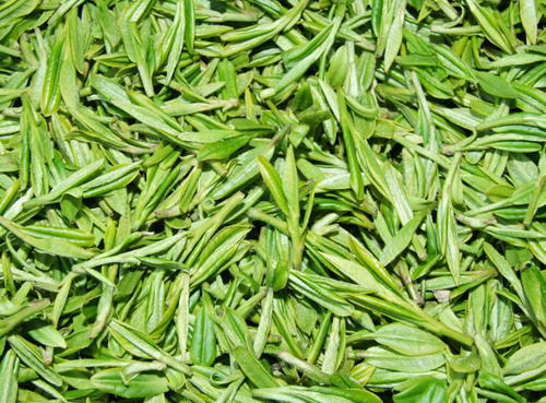 Leaves of Huangshan Maofeng Tea
