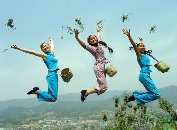 Huangshan Maofeng Tea Picking