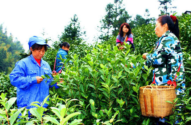 Huangshan Maofeng Tea Farm