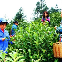 Huangshan Maofeng Tea