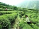 Huangshan Maofeng Tea Garden