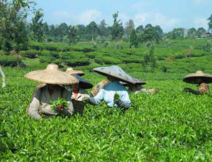 Huiming Tea Garden