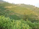 Farm of Huiming Tea