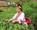 Huiming Tea Picking