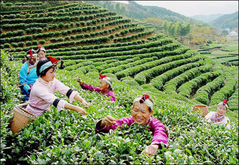 Garden of Huiming Tea