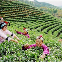 Huiming Tea