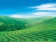 Farm of Longjing Tea