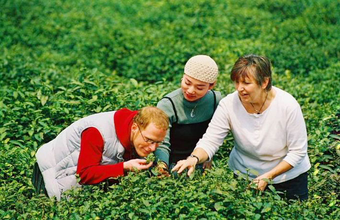 Longjing tea