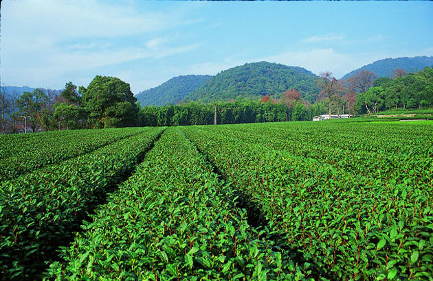 Longjing Tea Farm