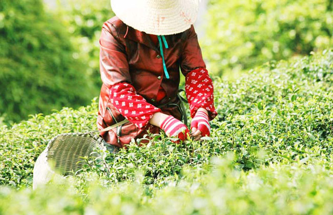 Longjing Tea Garden