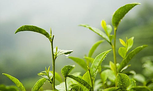 Leaves of Longjing Tea