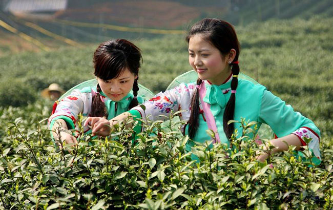 Picking of Longjing Tea