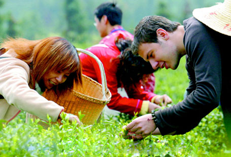 Picking Tea Leaves