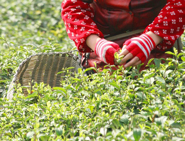 Longjing Tea Picking