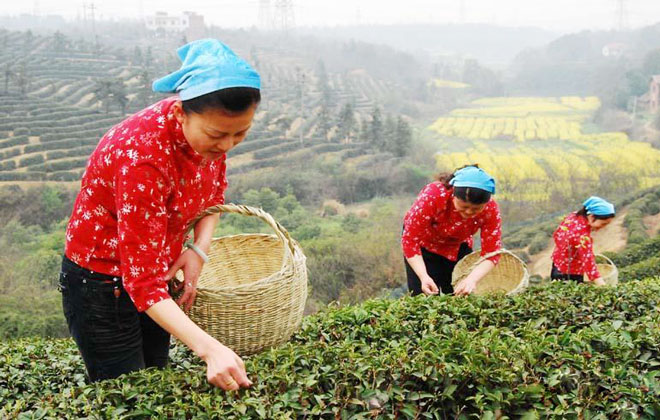 Lushan Yunwu Tea Farm