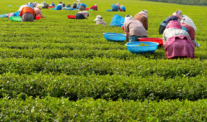 Lushan Yunwu Tea Garden