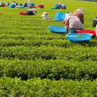 Lushan Yunwu Tea