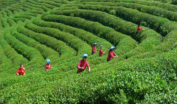 Lushan Yunwu Tea Farm