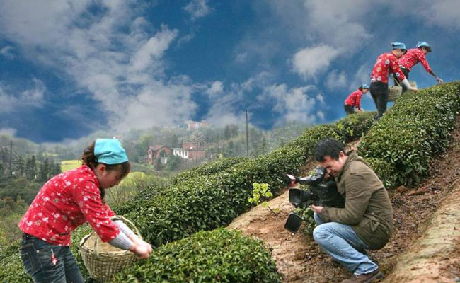 Lushan Yunwu Tea Picking