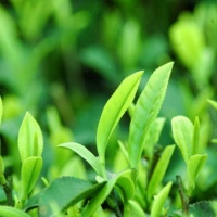 Mengding Ganlu Tea