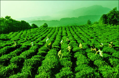 Farm of Mengding Ganlu Tea