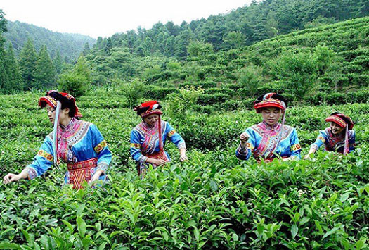 Mengding Ganlu Tea Garden