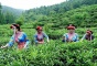 Mengding Ganlu Tea Garden